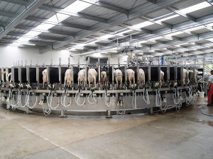 The effects of mineral imbalance reach far beyond milk loss and into performance for seasons to come.