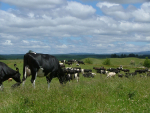 Barn dairy has bigger carbon footprint than pasture-based dairy