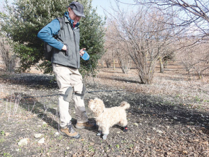 Winter is the truffle harvesting season for Gavin Hulley and his truffle-hunting dog Sophie, an eight-year-old poodle-spaniel cross. Gavin runs the 2ha Amuri Truffiere at Waikari in North Canterbury, primarily servicing some of Christchurch’s high-end restaurants.