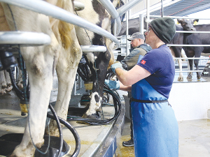 Waikato Milking Systems says that automated milking technology minimises physical strain on employees.