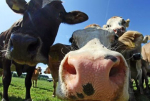 Cow disease spreads to Ashburton farm