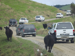 A 250-strong crowd turned up to the Whangara Farm field day earlier this month.