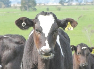 Ostertagia still top of drench charts