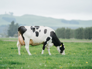 Top breeders and cows honoured at 2025 Holstein Friesian NZ Awards in Invercargill