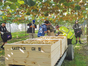 Kiwifruit continues to be New Zealand’s largest fresh fruit export, valued at $2.3 billion in 2019.