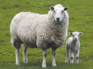 Vets help boost farm income