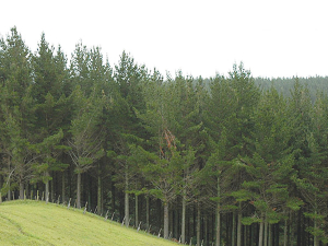 Government projections show exotic forestry increasing by 25 to 30% over the next 15 years.