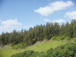 The New Zealand Institute of Forestry celebrated its stars at an awards dinner this week.