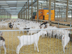 Goat proof barns, pens to control curious animals