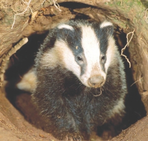 Badger shoot divides UK