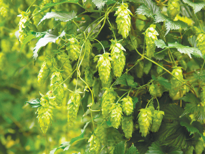 Hops growing at Motueka .SUPPLIED/The New Zealand Institute for Plant &amp; Food Research Limited.