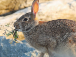 NZ authorities are hoping to release a new strain of rabbit haemorrhagic disease, or calicivirus between March and June this year.