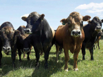 Bull Management: Getting Your Ratios and Health Right