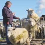 Beef + Lamb NZ Genetics underway