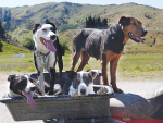 The New Zealand Veterinary Association is urging dog owners to prioritise essential vaccinations.