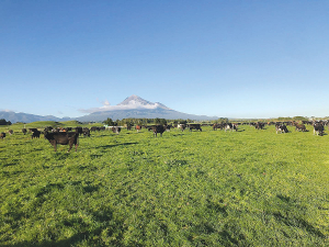 Taranaki economy shifts from oil and gas to dairy as leading export