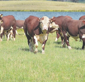 Falling Aussie cattle numbers lift beef prices