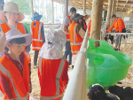 Visitors get a close-up look at calves during Pāmu’s Pinta Farm open day.