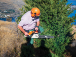 Wilding Pines Could Cost New Zealand Billions, Says Hoggard
