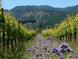 Sustainability and New Zealand Wine