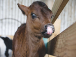 Identifying the breed of a new-born calf could be right on the tip of their tongues.
