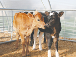 Calving is one of the busiest times of the year on the farm.
