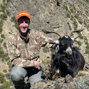 Competition snares over 33,000 wild goats