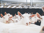 Managing trace mineral levels in dairy goats