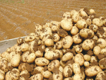 Potatoes New Zealand says the total value of the NZ potato industry now sits at $1.16 billion.