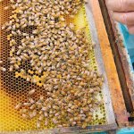 Beekeepers have biosecurity concerns  