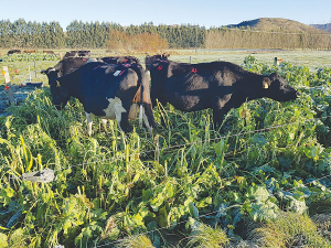 During prolonged periods of wet weather when paddocks become too wet and muddy, it’s important to have a contingency plan.