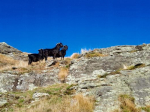 Spearheaded by the Department of Conservation (DOC) and the New Zealand Deerstalkers Association (NZDA), with support from Federated Farmers, Hunting &amp; Fishing NZ and the Firearms Safety Authority, the competition connected over 800 hunters and landowners.