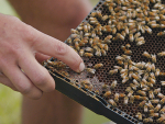 Not all beekeepers are supporting a proposed merger of two industry organisations.