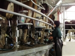 Dairy prices fall further