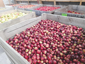 Apple breeder Allan White says about 2232ha of cider apple orchards would be needed, producing 125 million litres of cider annually.