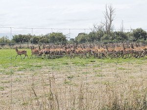 Solid returns are likely to flow through to deer farmers this year.