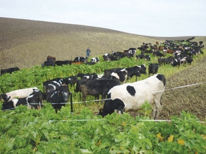 Trial suggests that winter grazing management can reduce nutrient losses to waterways.