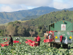 Urban sprawl is seen as a huge challenge to the vegetable growing sector in NZ.