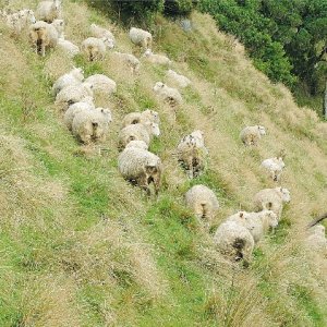 High stock health helps wool