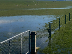 Extreme weather impacting Southland farmers