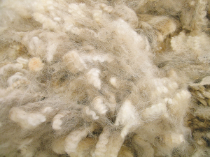 Restricted supply, renewed confidence in natural fibres and increasing global interest in traceable wool products are all contributing to the market’s sharp rise.