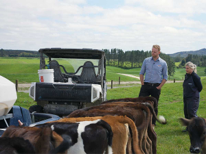 Matt Collier checking Nicole Oppert’s calves being fed 8 litres of milk once a day.