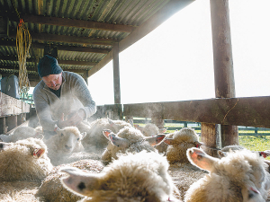 The best form of prevention of Salmonella and Leptospirosis is for farmers to vaccinate their animals. Photo Credit: Paul Sutherland Photography.