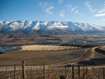 Misha’s Vineyard, Central Otago