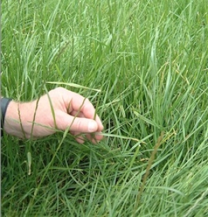 Weed threat sneaks in with new pasture