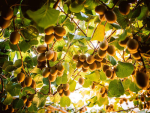 Kiwifruit growers celebrate success