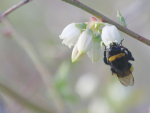 MPI and the New Zealand Trees for Bees Research Trust have released a handbook which offers guidance on how to plant strategically to feed bees.
