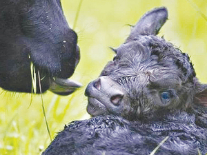 Calves that had a difficult birth or that are born in poor weather are more likely to have trouble standing and suckling.