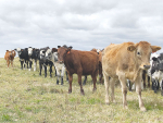 A series of workshops will be held throughout New Zealand to help farmers with their GHG calculations.