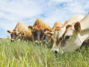 About 80% of NZ’s total N2O emissions come from urine patches on paddocks.